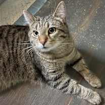 Thumbnail photo of Simon Kitty #3