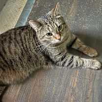 Thumbnail photo of Simon Kitty #4