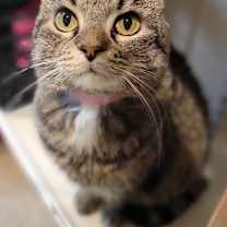 Thumbnail photo of Missy #1