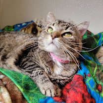Thumbnail photo of Missy #2