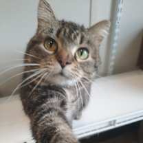 Thumbnail photo of Missy #3