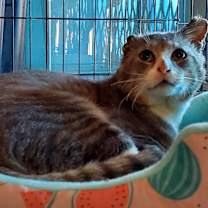 Thumbnail photo of Droopy #4