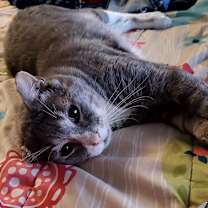 Thumbnail photo of Droopy #2