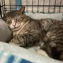 Thumbnail photo of Droopy #3