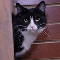 Thumbnail photo of Teddy #2