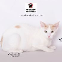 Thumbnail photo of YAMATO #1