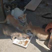 Thumbnail photo of YAMATO #2