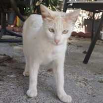 Thumbnail photo of YAMATO #3