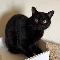 Thumbnail photo of NASH- shy needs special adopter #3