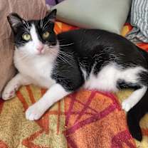 Thumbnail photo of Caramelo #4