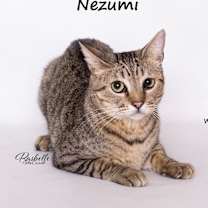 Thumbnail photo of NEZUMI #1