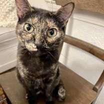 Thumbnail photo of Uma Purrman 2yr+ #1