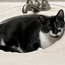 Thumbnail photo of Fritz #3