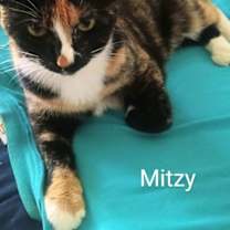Thumbnail photo of Mitzi #1