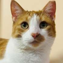 Thumbnail photo of Jake #1