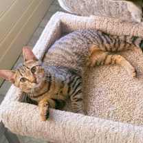 Thumbnail photo of C211 litter Jennie #1