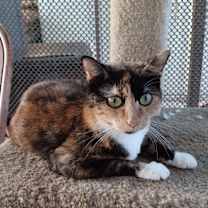 Thumbnail photo of CHLEO #1