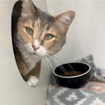 Thumbnail photo of Daisy #1