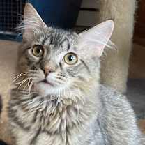 Thumbnail photo of Dobby #1