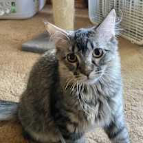 Thumbnail photo of Dobby #2