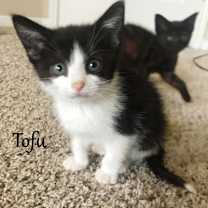 Thumbnail photo of Tofu #4