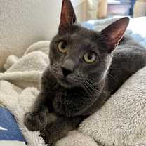 Thumbnail photo of Bria #2