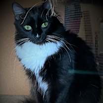 Thumbnail photo of Friskey #1