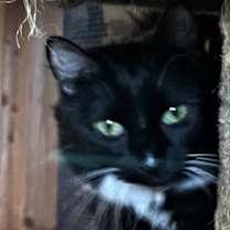 Thumbnail photo of Friskey #2