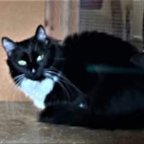 Thumbnail photo of Friskey #4