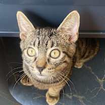 Thumbnail photo of Ares #2