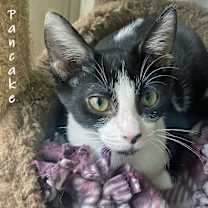 Thumbnail photo of Pancake #2