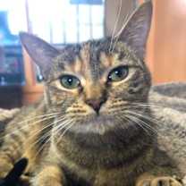 Thumbnail photo of Zinnia #1