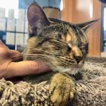 Thumbnail photo of Zinnia #2