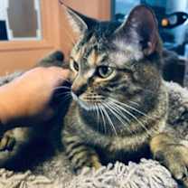 Thumbnail photo of Zinnia #4