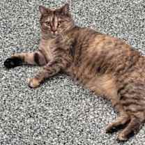 Thumbnail photo of Tigger #1