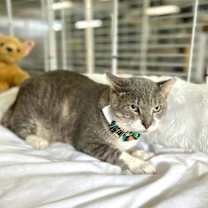 Thumbnail photo of Tadeu #3