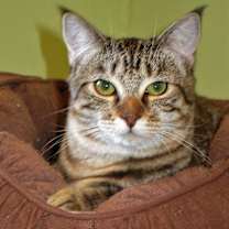 Thumbnail photo of Cheyenne #3