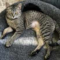 Thumbnail photo of Patsy #1