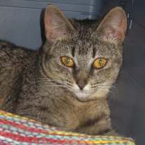 Thumbnail photo of Patsy #2