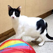 Thumbnail photo of CASION #2