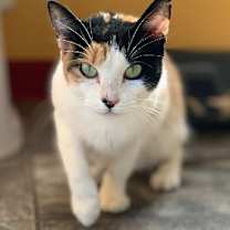 Thumbnail photo of GiGi #1