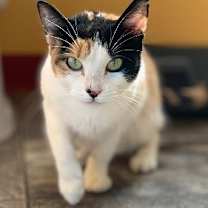 Thumbnail photo of GiGi #3