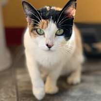 Thumbnail photo of GiGi #4