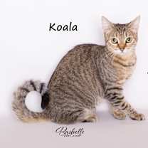 Thumbnail photo of KOALA #3