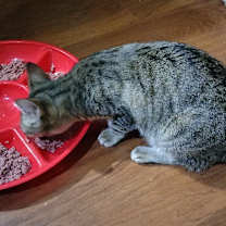 Thumbnail photo of KOALA #2
