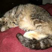 Thumbnail photo of Clementine #3