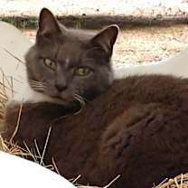 Thumbnail photo of Thumper #2