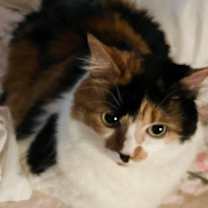 Thumbnail photo of Savanna - Center Foster Home #2
