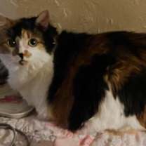 Thumbnail photo of Savanna - Center Foster Home #3