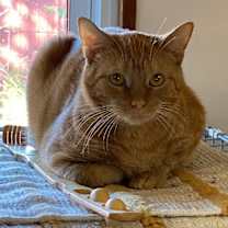 Thumbnail photo of Redmond #2